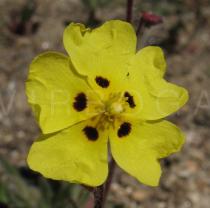 Tuberaria guttata - Flower - Click to enlarge!