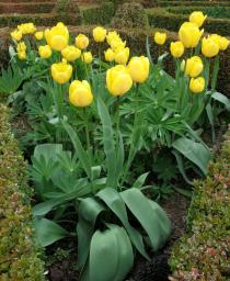 Tulipa gesneriana - Habit - Click to enlarge!