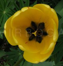 Tulipa gesneriana - Flower - Click to enlarge!
