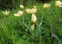 Tulipa linifolia - Habit - Click to enlarge!