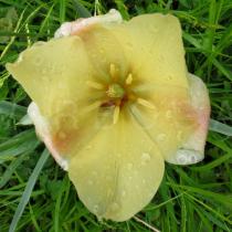 Tulipa linifolia - Flower - Click to enlarge!