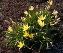 Tulipa sylvestris - Habit - Click to enlarge!