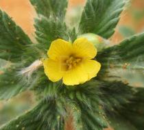Turnera pumilea - Flower - Click to enlarge!