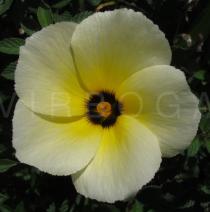 Turnera subulata - Flower - Click to enlarge!