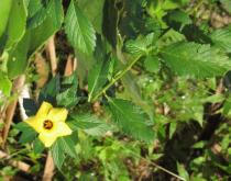 Turnera ulmifolia - Flower - Click to enlarge!