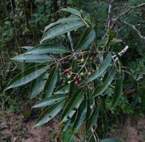Turpinia cochinchinensis - Foliage and fruits - Click to enlarge!