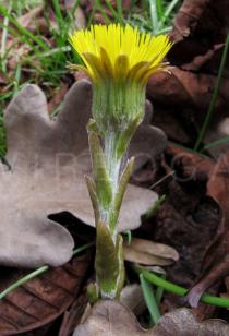 Tussilago farfara - Flower head, side view - Click to enlarge!
