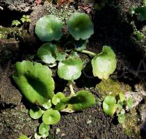 Umbilicus rupestris - Foliage - Click to enlarge!