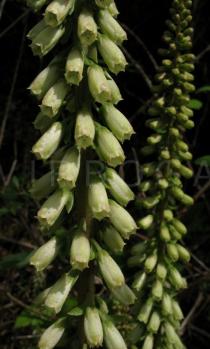 Umbilicus rupestris - Flowers - Click to enlarge!