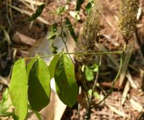 Uraria crinita - Leaf and infructescence - Click to enlarge!
