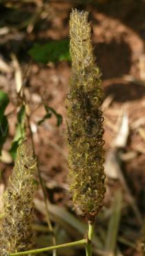 Uraria crinita - Infructescence - Click to enlarge!
