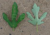 Urena lobata - Upper and lower surface of leaf - Click to enlarge!