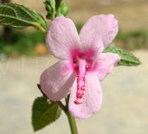 Urena lobata - Flower - Click to enlarge!