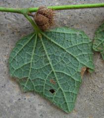 Urena lobata - Lower surface of leaf - Click to enlarge!