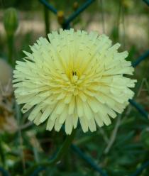 Urospermum dalechampii - Inflorescence - Click to enlarge!
