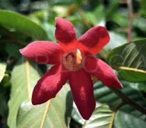 Uvaria grandiflora - Flower - Click to enlarge!