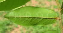Uvaria ovata - Lower surface of leaf - Click to enlarge!