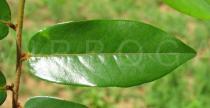 Uvaria ovata - Upper surface of leaf - Click to enlarge!