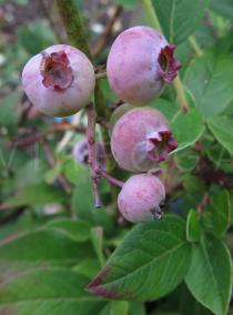 Vaccinium myrtillus - Unripe fruits - Click to enlarge!