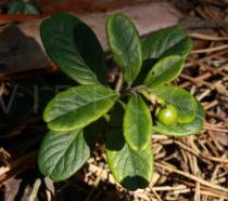 Vaccinium vitis-idaea - Plant with unripe fruit - Click to enlarge!