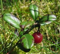 Vaccinium vitis-idaea - Fruit - Click to enlarge!