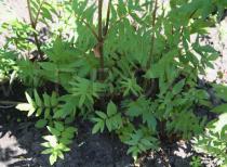 Valeriana officinalis - Foliage - Click to enlarge!