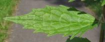 Valeriana officinalis - Upper surface of leaflet - Click to enlarge!