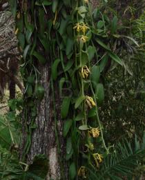 Vanilla planifolia - Habit - Click to enlarge!