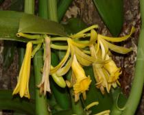 Vanilla planifolia - Flowers, side view - Click to enlarge!