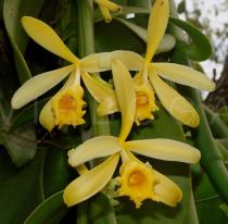 Vanilla planifolia - Flowers - Click to enlarge!