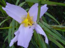 Vellozia squamata - Flower - Click to enlarge!