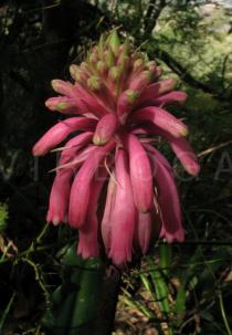 Veltheimia bracteata - Inflorescence - Click to enlarge!