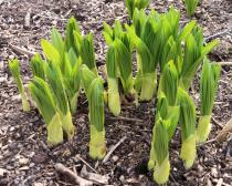 Veratrum nigrum - Young plant in spring - Click to enlarge!