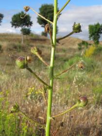 Verbascum barnadesii - Infructescence - Click to enlarge!