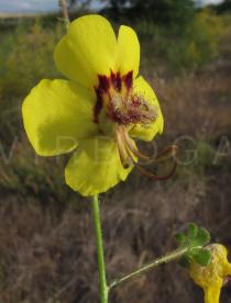 Verbascum barnadesii - Flower - Click to enlarge!