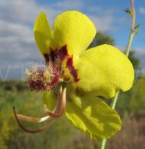 Verbascum barnadesii - Flower - Click to enlarge!