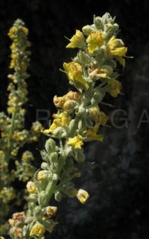 Verbascum lychnitis - Inflorescence - Click to enlarge!