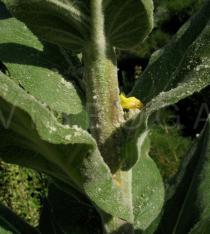 Verbascum pulverulentum - Leaf insertion - Click to enlarge!