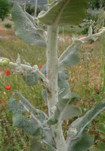 Verbascum pulverulentum - Stem section - Click to enlarge!