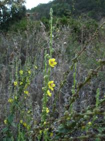 Verbascum sinuatum - Inflorescence - Click to enlarge!