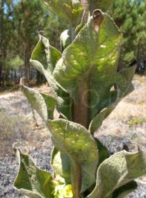 Verbascum thapsus - Leaf insertion - Click to enlarge!