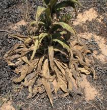 Verbascum thapsus - Rosette - Click to enlarge!