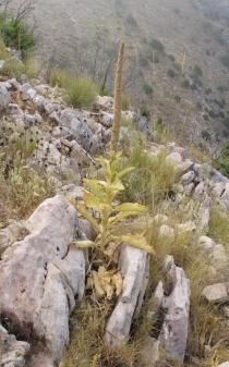 Verbascum thapsus - Habit - Click to enlarge!