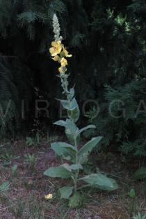 Verbascum thapsus - Habit - Click to enlarge!