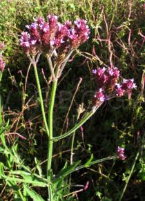 Verbena bonariensis - Inflorescence - Click to enlarge!