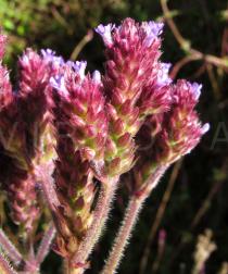 Verbena bonariensis - Inflorescence, close-up - Click to enlarge!