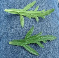 Verbena officinalis - Upper and lower side of leaf - Click to enlarge!