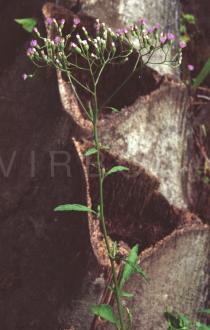 Vernonia cinerea - Inflorescence - Click to enlarge!