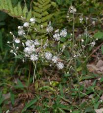 Vernonia cinerea - Infructescences - Click to enlarge!