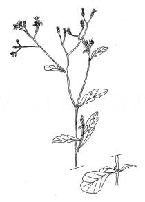 Vernonia cinerea - Click to enlarge!
